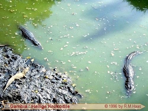 Heiliges Krokodilbecken von Kachikally