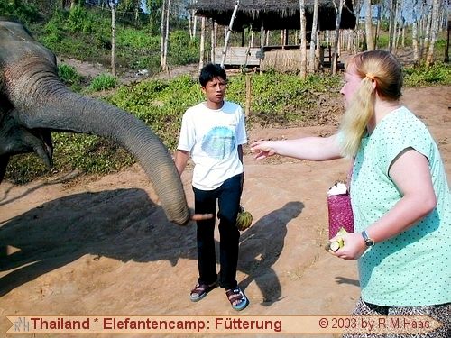 Elefanten füttern