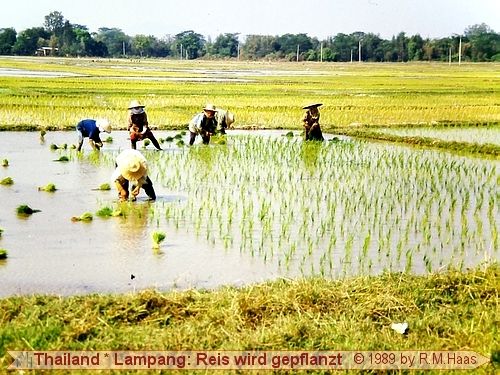 Lampang - Auf einem Reisfeld